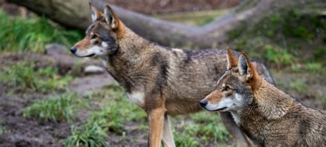 Takeaways from AP’s reporting on efforts to restore endangered red wolves to the wild